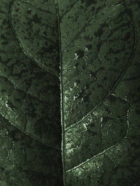 Free picture Wet Leaf Rain -  to be edited by GIMP free image editor by OffiDocs