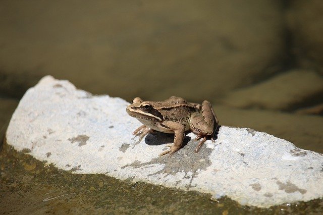 Descărcare gratuită Wet Stone Swamp - fotografie sau imagini gratuite pentru a fi editate cu editorul de imagini online GIMP