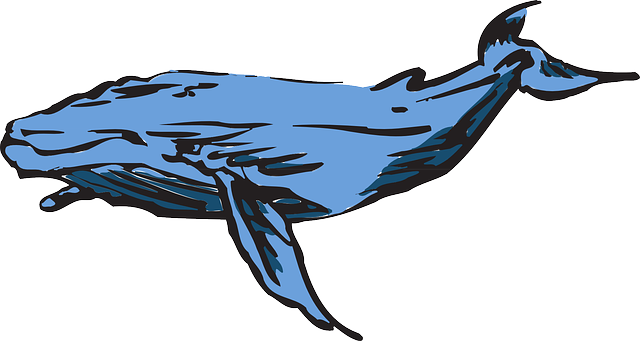 ดาวน์โหลดฟรี ปลาวาฬสีน้ำเงิน หลังค่อม - กราฟิกแบบเวกเตอร์ฟรีบน Pixabay