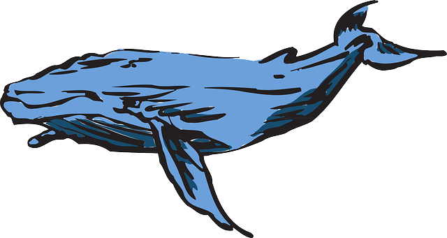 Kostenloser Download Whale Blue Buckelwal - Kostenlose Vektorgrafik auf Pixabay, kostenlose Illustration zur Bearbeitung mit GIMP, kostenloser Online-Bildeditor