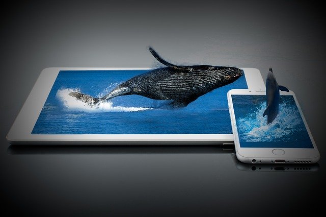 Descarga gratuita Whale Dolphin Water - foto o imagen gratuita para editar con el editor de imágenes en línea GIMP