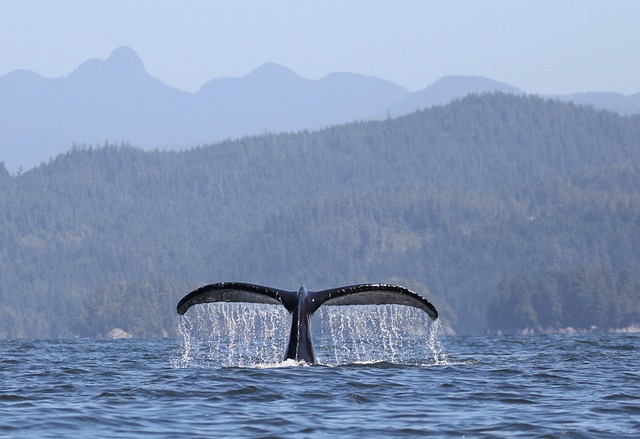 Free download whale humpback whale canada free picture to be edited with GIMP free online image editor
