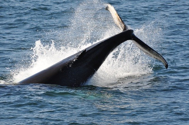 ดาวน์โหลดฟรี Whale Iceland Sea - รูปถ่ายหรือรูปภาพฟรีที่จะแก้ไขด้วยโปรแกรมแก้ไขรูปภาพออนไลน์ GIMP