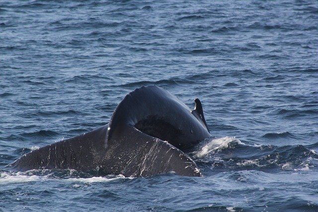 Free download whale tail fluke shot whale fluke free picture to be edited with GIMP free online image editor