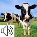 What does the animal say?  screen for extension Chrome web store in OffiDocs Chromium