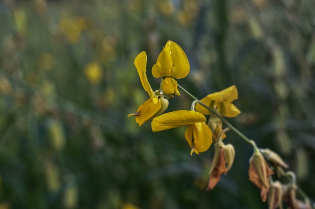 הורדה חינם מה פרחים כתמים צהובים טווח התמונה היי חינם לעריכה עם עורך תמונות מקוון חינמי של GIMP