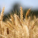 Wheat  screen for extension Chrome web store in OffiDocs Chromium