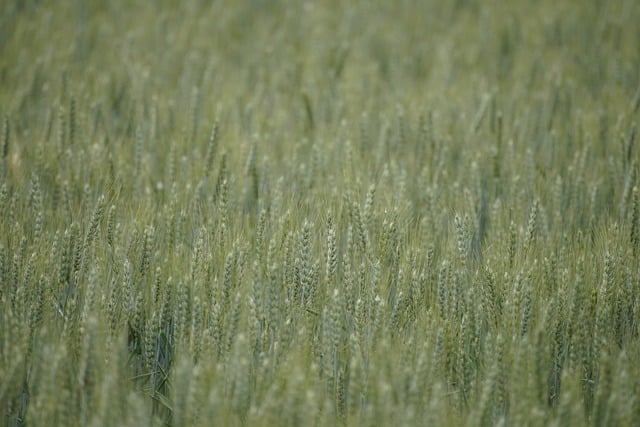 Free download wheat agriculture field grains free picture to be edited with GIMP free online image editor