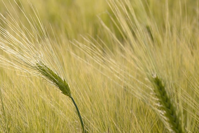 Free download wheat agriculture nature grain free picture to be edited with GIMP free online image editor