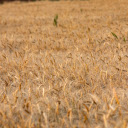 Wheat and Beard  screen for extension Chrome web store in OffiDocs Chromium