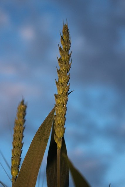 Download gratuito di Wheat Blue Field: foto o immagine gratuita da modificare con l'editor di immagini online GIMP