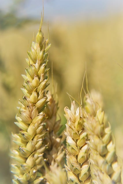 Free download wheat cereals agriculture nature free picture to be edited with GIMP free online image editor