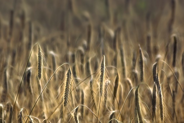 Free graphic wheat cereals cultivation to be edited by GIMP free image editor by OffiDocs