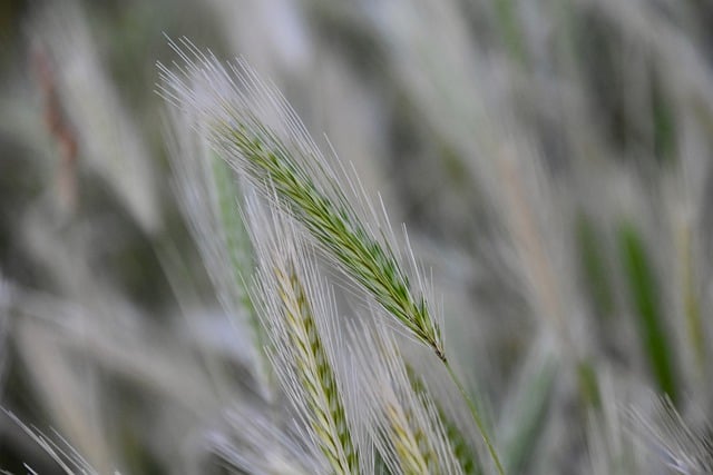 Free download wheat cereals culture grain farming free picture to be edited with GIMP free online image editor