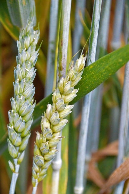 Free download wheat cereals ears culture free picture to be edited with GIMP free online image editor