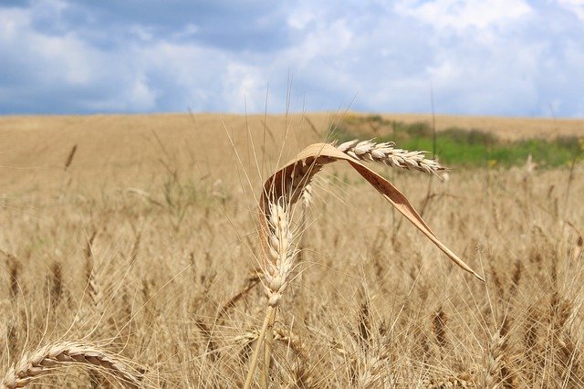 Descarga gratuita Wheat Cornfield Agriculture - foto o imagen gratuita para editar con el editor de imágenes en línea GIMP