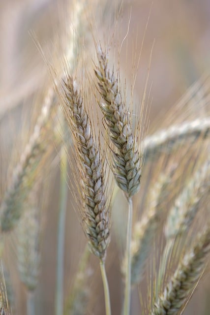 Free download wheat crop field grain plant free picture to be edited with GIMP free online image editor