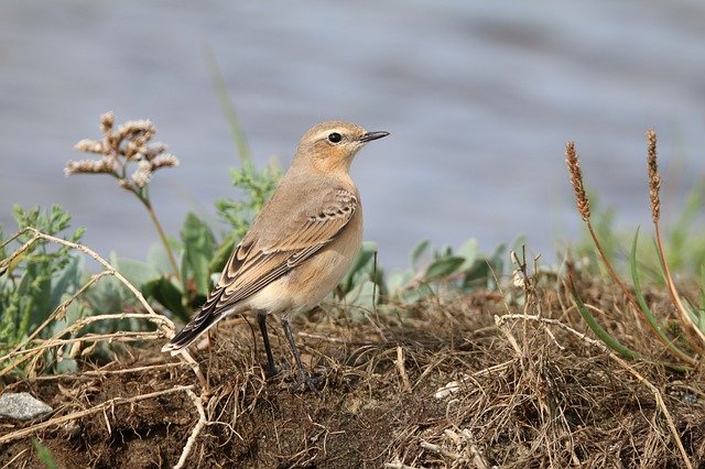 Free picture Wheatear Bird Female -  to be edited by GIMP free image editor by OffiDocs