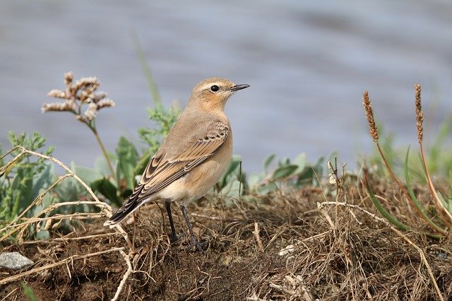 Download grátis Wheatear Bird Female - foto ou imagem grátis para ser editada com o editor de imagens online GIMP