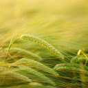 Wheat ears  screen for extension Chrome web store in OffiDocs Chromium