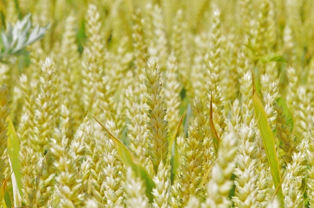Free download wheat ears field harvest grain free picture to be edited with GIMP free online image editor