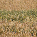 Wheat Field  screen for extension Chrome web store in OffiDocs Chromium