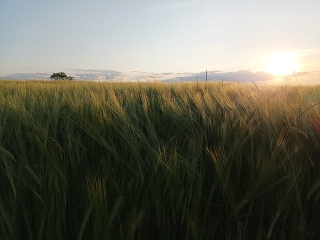 Free download wheat field agriculture sunset free picture to be edited with GIMP free online image editor