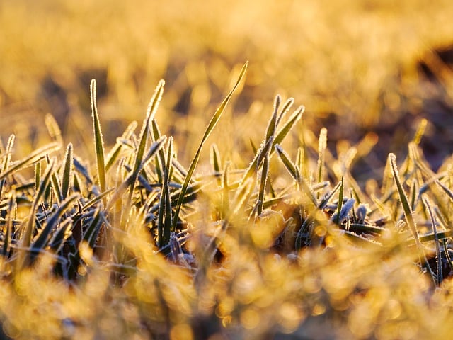 Free download wheat field farm frost agriculture free picture to be edited with GIMP free online image editor