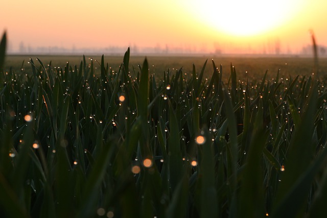 Free download wheat field field dew langlangshan free picture to be edited with GIMP free online image editor