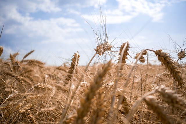 Free download wheat field nature corn harvest free picture to be edited with GIMP free online image editor