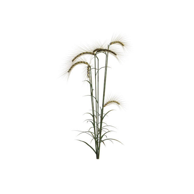 免费下载小麦田植物免费插图，可使用 GIMP 在线图像编辑器进行编辑