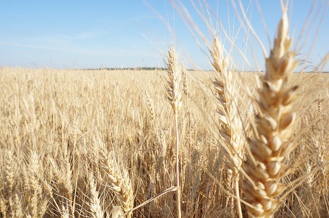 Free download Wheat Field Russia -  free photo or picture to be edited with GIMP online image editor