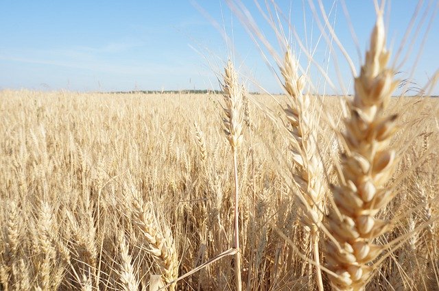 Descarga gratuita Wheat Field Russia - foto o imagen gratuita para editar con el editor de imágenes en línea GIMP