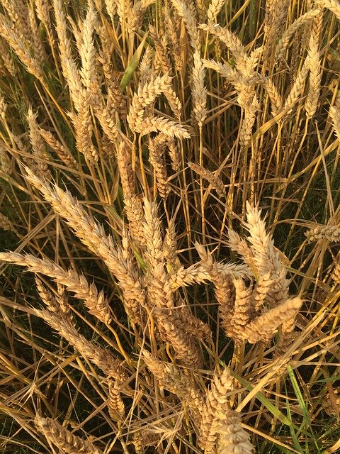 Free download Wheat Fields Agriculture -  free photo or picture to be edited with GIMP online image editor