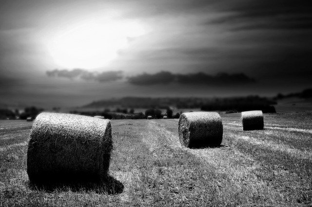 Téléchargement gratuit de Wheat Fields Summer - photo ou image gratuite à modifier avec l'éditeur d'images en ligne GIMP
