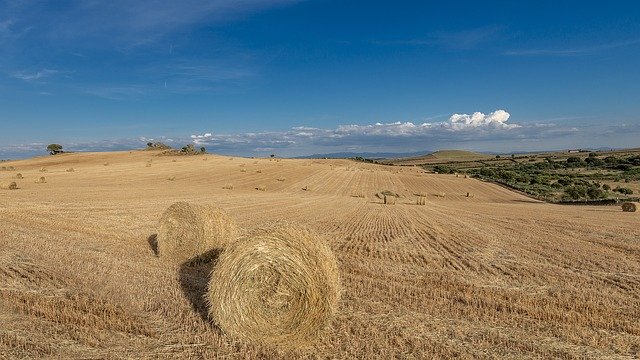 Free download Wheat Field Villar De La Mare -  free photo or picture to be edited with GIMP online image editor