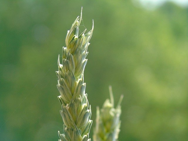 הורדה חינם Wheat Grain Agriculture - תמונה או תמונה בחינם לעריכה עם עורך התמונות המקוון GIMP