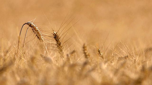 Free download wheat grass barley cultures free picture to be edited with GIMP free online image editor