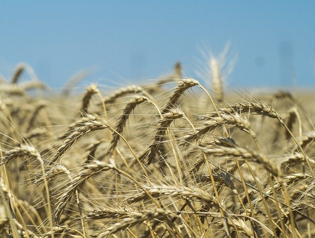Download grátis Wheat Harvest Field - foto ou imagem grátis para ser editada com o editor de imagens online GIMP