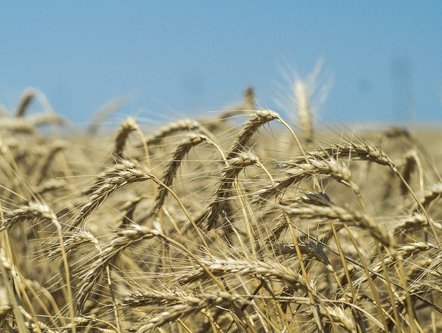 Free download Wheat Harvest Field -  free photo or picture to be edited with GIMP online image editor