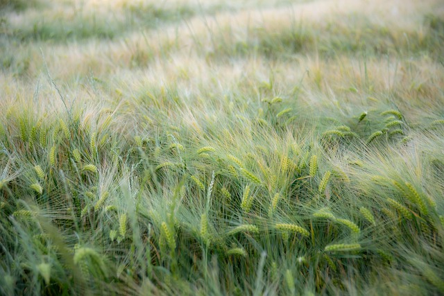 Free download wheat meadows wind texture free picture to be edited with GIMP free online image editor