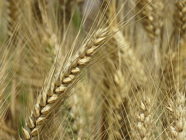 Free download Wheat Nature Field -  free photo or picture to be edited with GIMP online image editor