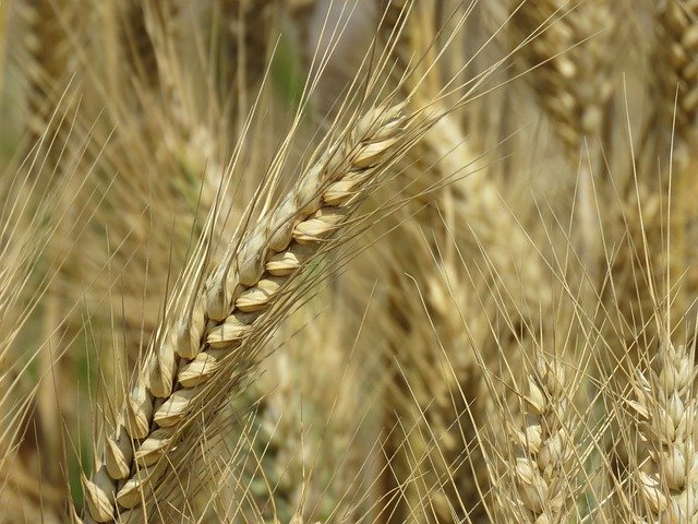 Безкоштовне завантаження Wheat Nature Field - безкоштовне фото або зображення для редагування за допомогою онлайн-редактора зображень GIMP