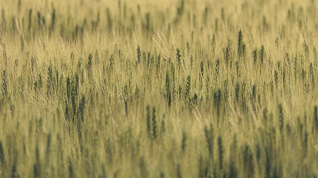 Scarica gratuitamente l'immagine gratuita di grano sul terreno dell'erba del campo di mais da modificare con l'editor di immagini online gratuito GIMP