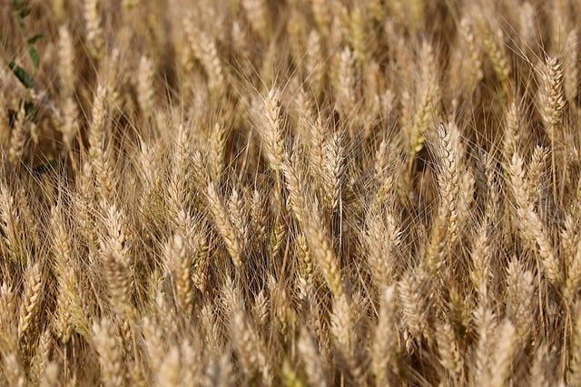 Free download wheat plant agriculture field free picture to be edited with GIMP free online image editor