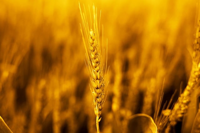 Descargue gratis la imagen gratuita de alimentos agrícolas de cultivos de plantas de trigo para editar con el editor de imágenes en línea gratuito GIMP