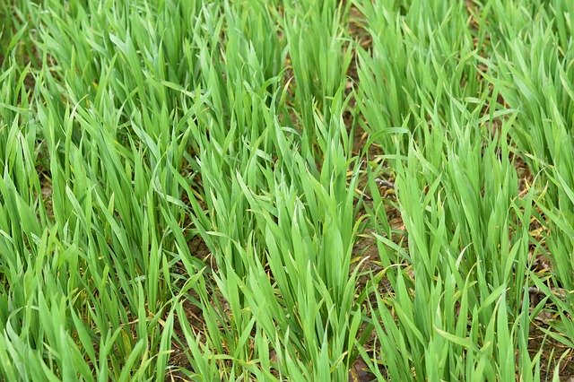 Free download Wheats Culture Of Wheat Cereals -  free photo or picture to be edited with GIMP online image editor