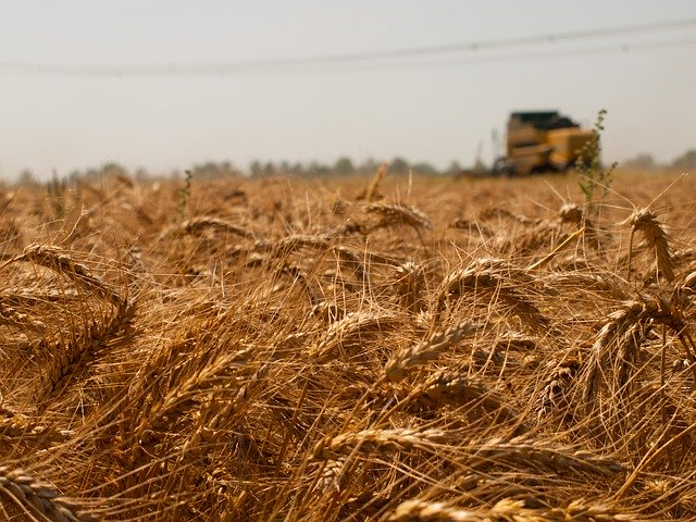 Unduh gratis Wheat Summer Field - foto atau gambar gratis untuk diedit dengan editor gambar online GIMP