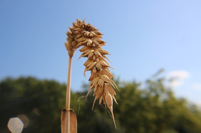 Free download Wheat Summer Harvest -  free photo or picture to be edited with GIMP online image editor