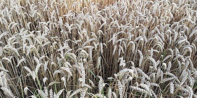 ດາວໂຫລດຟຣີ Wheat Summer Yellow - ຮູບພາບຫຼືຮູບພາບທີ່ບໍ່ເສຍຄ່າເພື່ອແກ້ໄຂດ້ວຍຕົວແກ້ໄຂຮູບພາບອອນໄລນ໌ GIMP